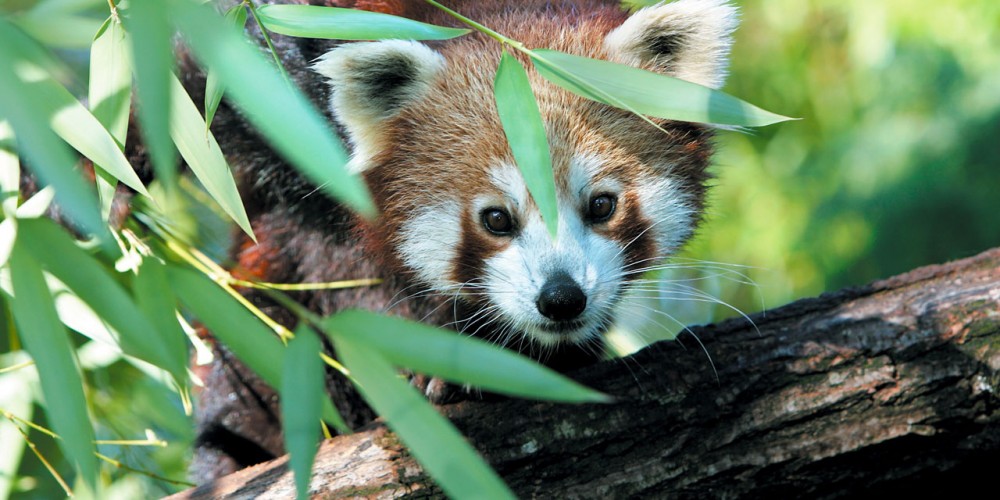 Les Pandas Roux